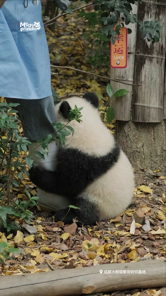 熊猫抱着人的表情包