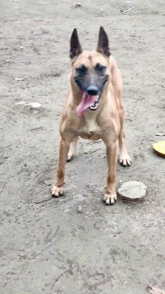 托尼马犬父亲是谁 - 抖音