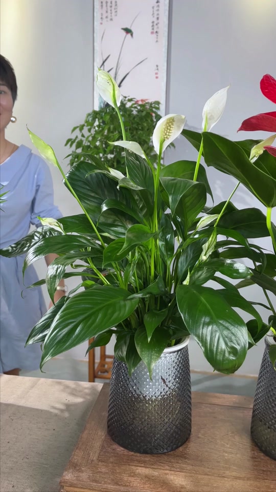 红掌拨清波_红掌拨清波什么意思_红掌拨清波的清是颜色吗 - 抖音