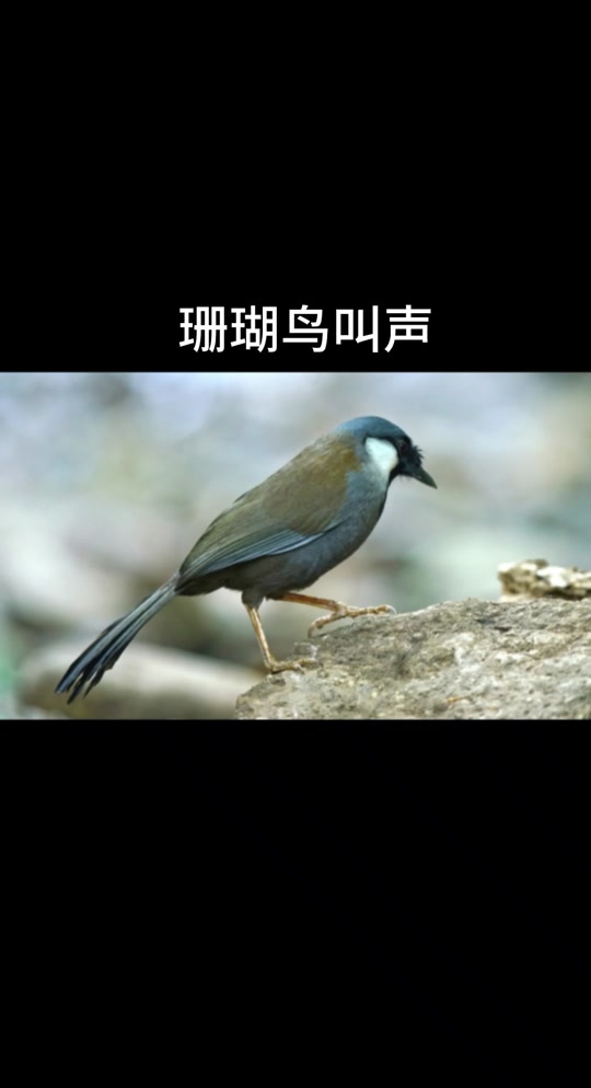 母珊瑚鸟引公珊瑚鸟叫声_母珊瑚鸟媒鸟叫声_母珊瑚鸟引公鸟叫声大全