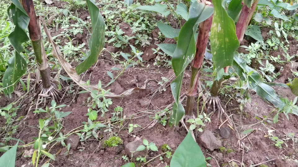 翔玉168玉米品种特征特性介绍一下_翔玉368怎么样