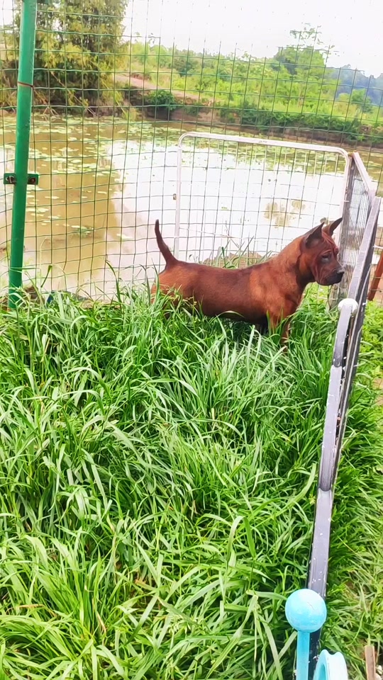 川东猎犬的缺点