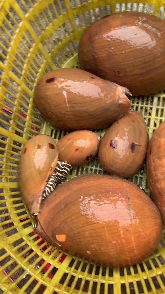 北海油螺一般多少一斤