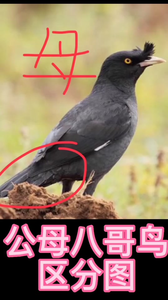 八哥幼鸟公母区分