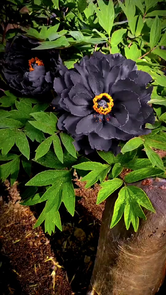 山东菏泽黑牡丹长啥样 - 抖音