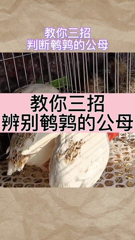 鹌鹑屁股怎么看公母有图 - 抖音