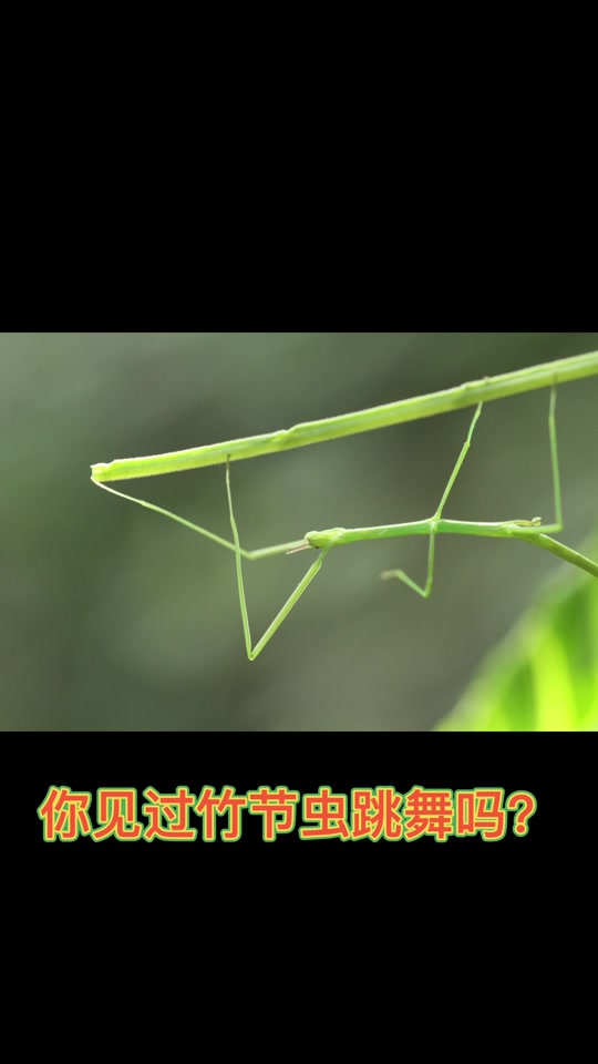 竹节虫跳舞gif - 抖音