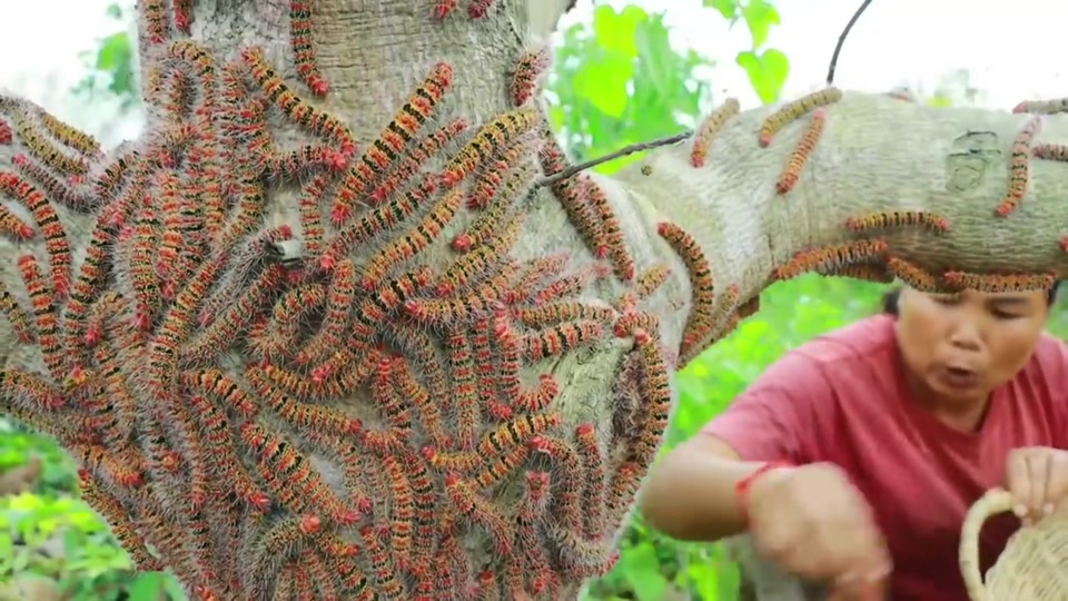 胜哥吃毛毛虫_不吃白瞎了嘎嘣脆胜哥吃毛毛虫_快手你胜哥吃毛毛虫