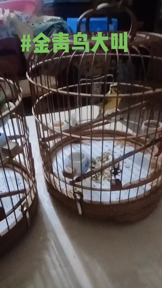 大金黄鸟叫声好还是金青鸟叫声好听的 - 抖音