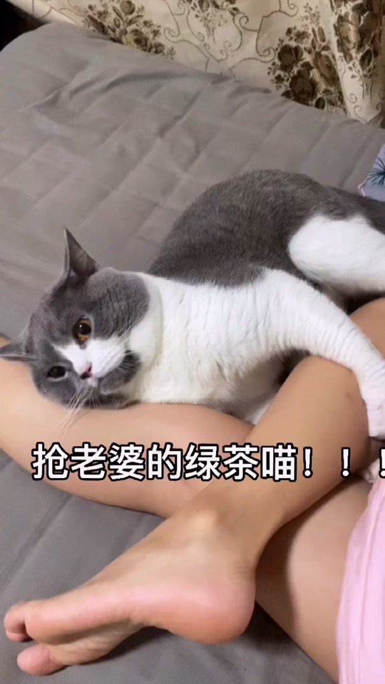 绿茶猫四格漫画