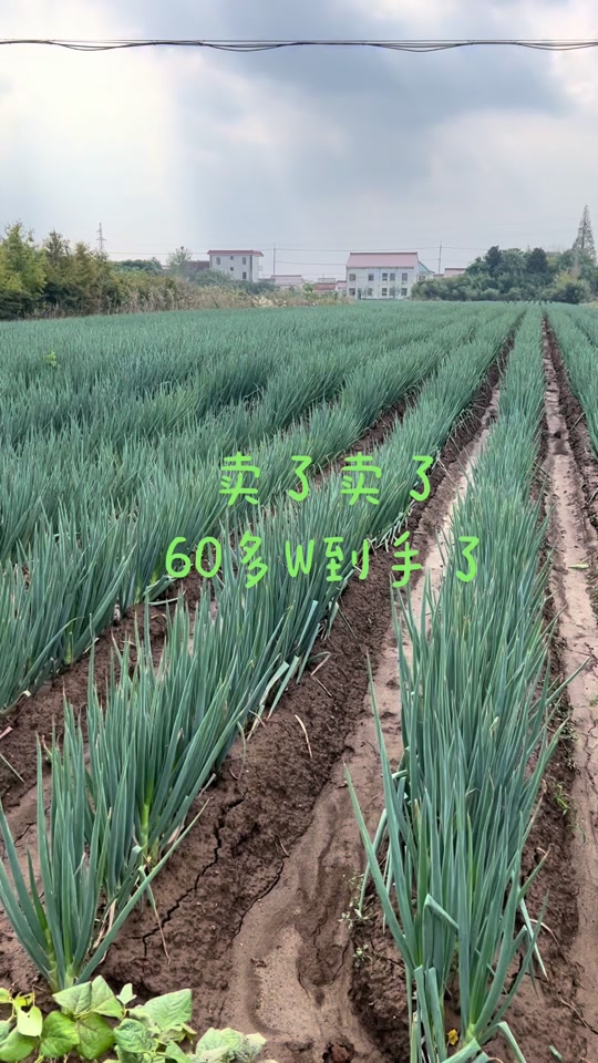 2024年大葱4月初会涨价吗 - 抖音