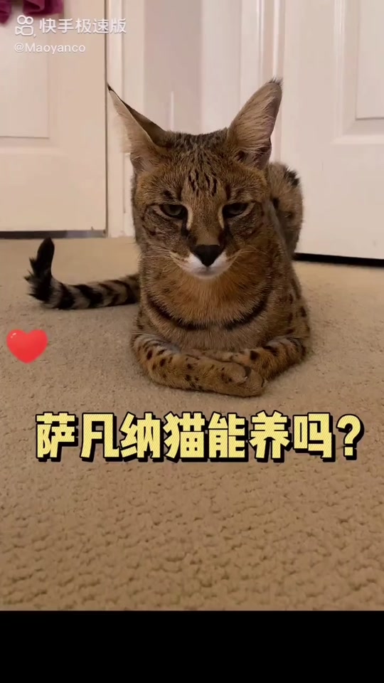 猫与豹老司姬流苏