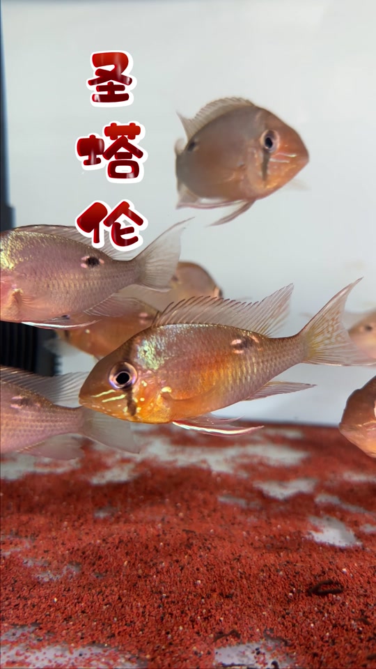 圣塔伦鱼为什么不建议养 - 抖音