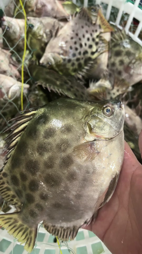 金鼓鱼生