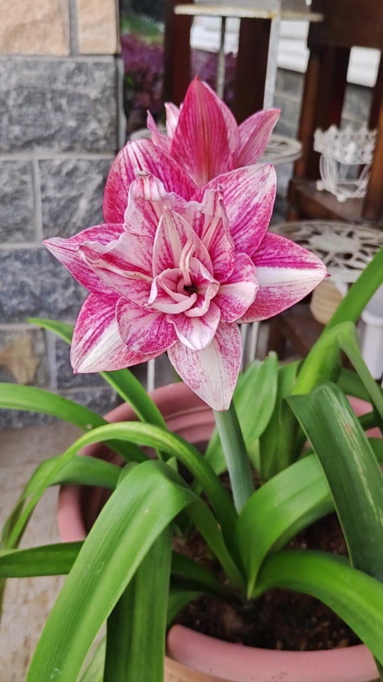 朱顶红贵妇和汤姆区别 - 抖音