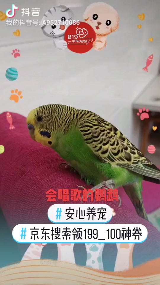 小黄鸟抓包京东优惠券教程 - 抖音