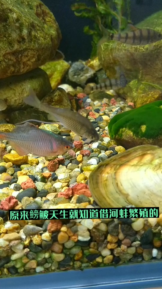 小鲃鱼繁殖全过程 - 抖音