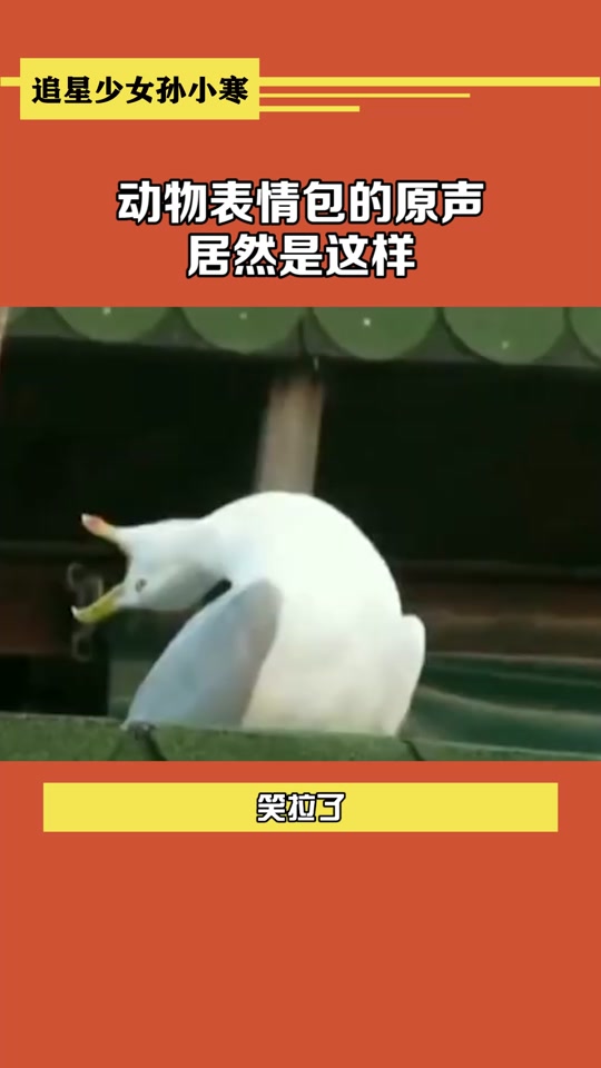 鸭子魔性bgm_鸭子魔性走路表情包_鸭子魔性笑声表情包gif - 抖音