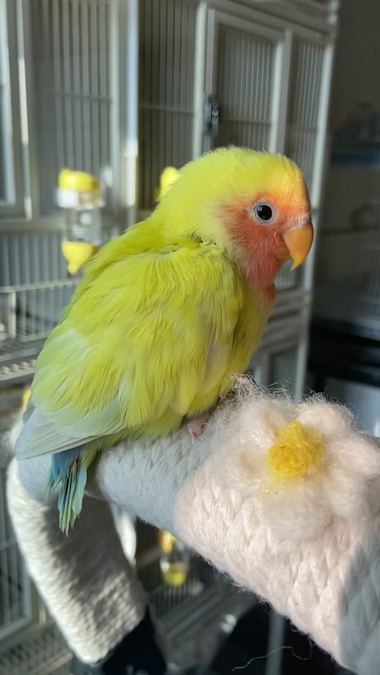 蓝腰黄桃牡丹鹦鹉和什么牡丹配对 - 抖音