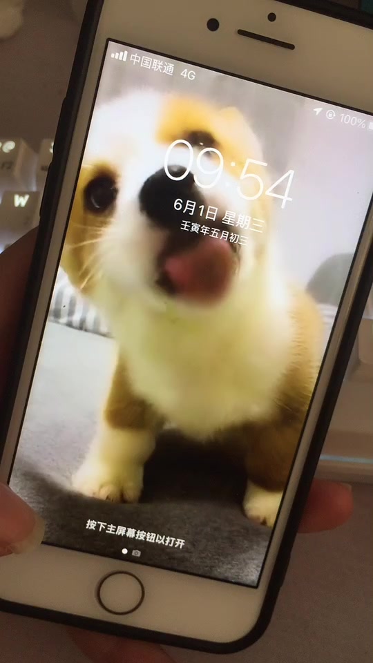 小狗舔屏动态壁纸叫什么