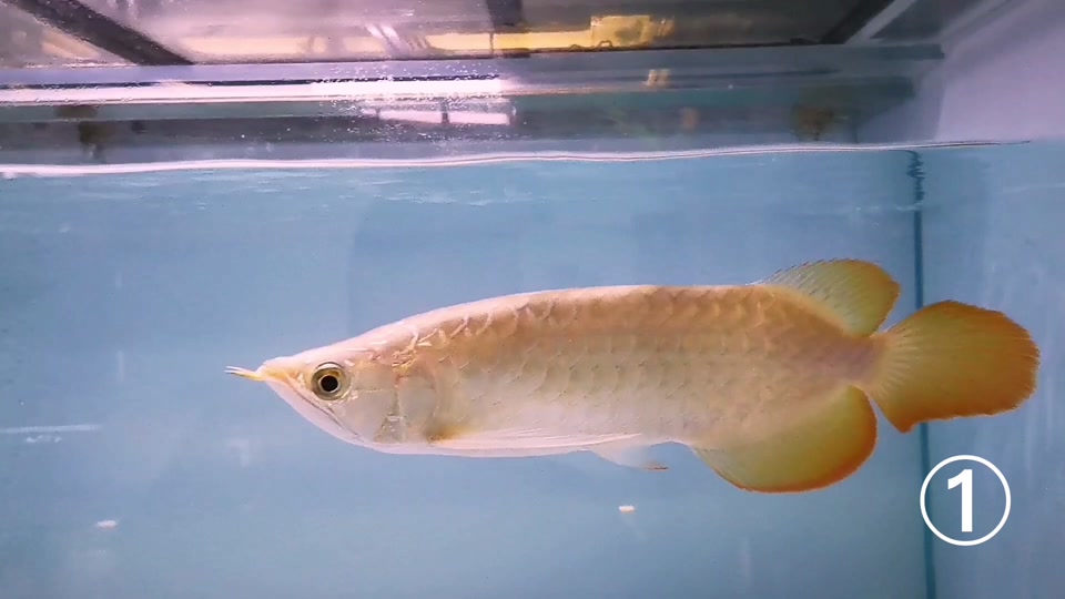 电鳗哪里钓，电鳗怎么捕捉