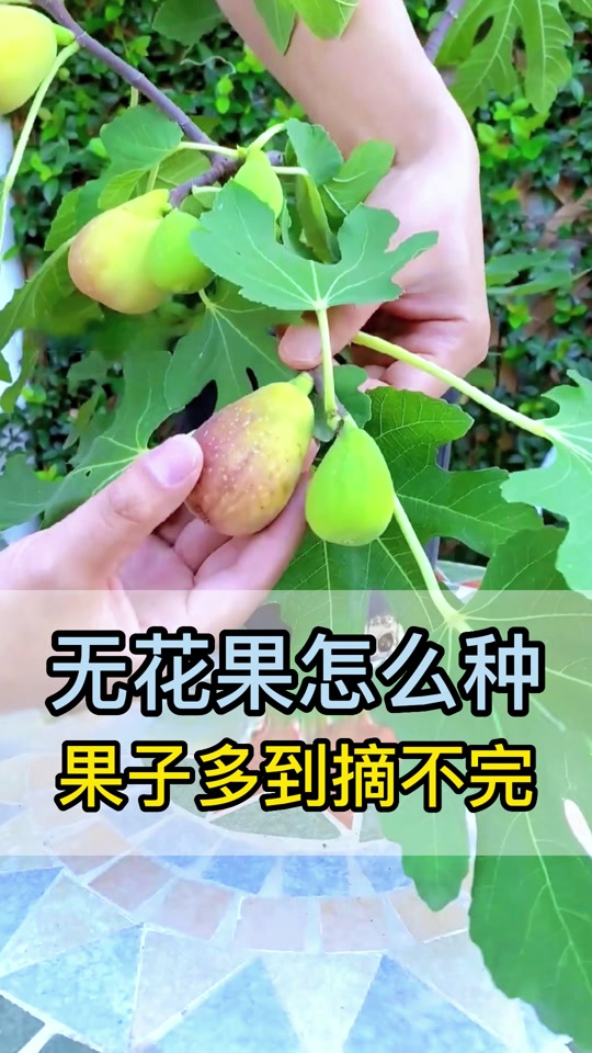 无花果家庭种植 - 抖音