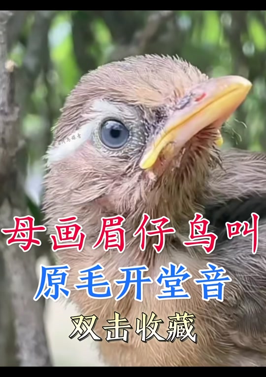 小母画眉鸟幼崽叫声 - 抖音