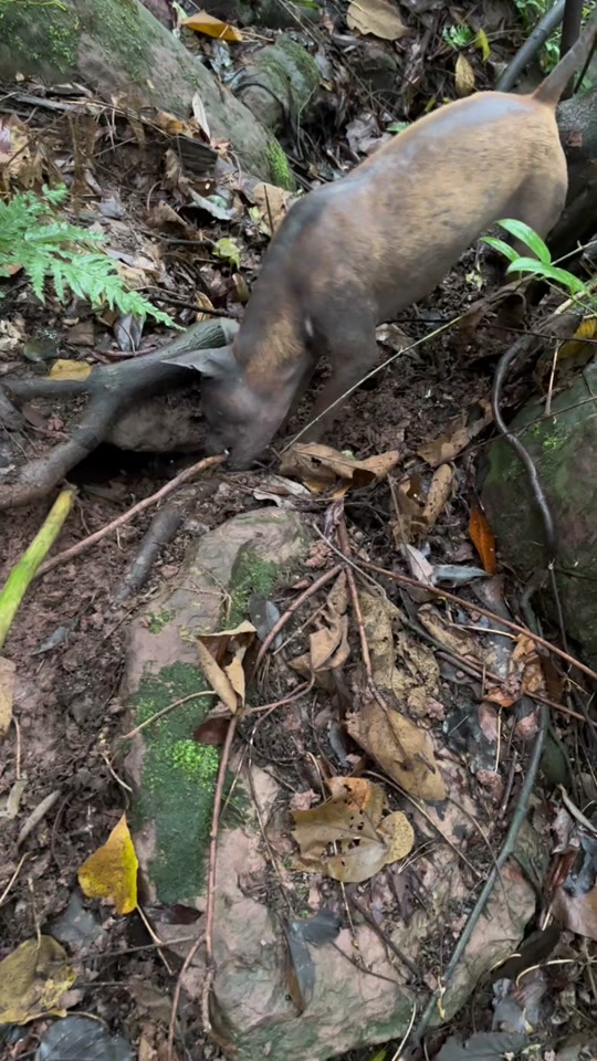 川东猎犬的缺点