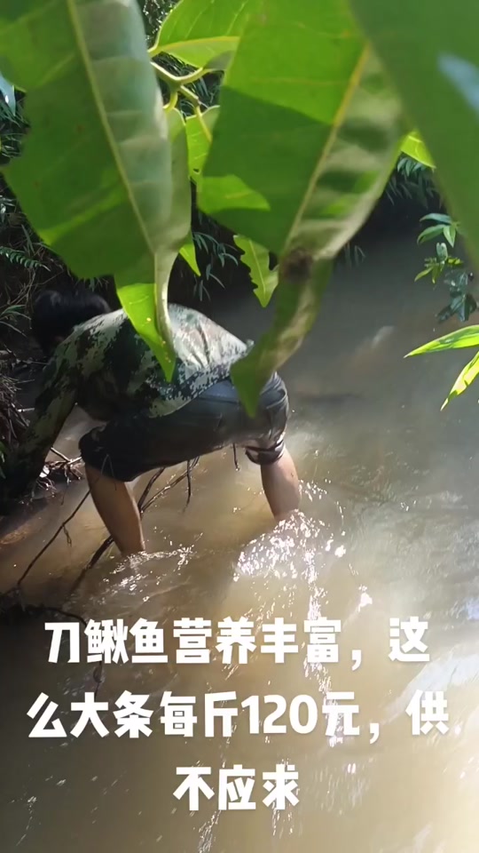 刀鳅鱼养殖_刀鳅鱼养殖成本及利润_刀鳅鱼养殖基地广东 - 抖音