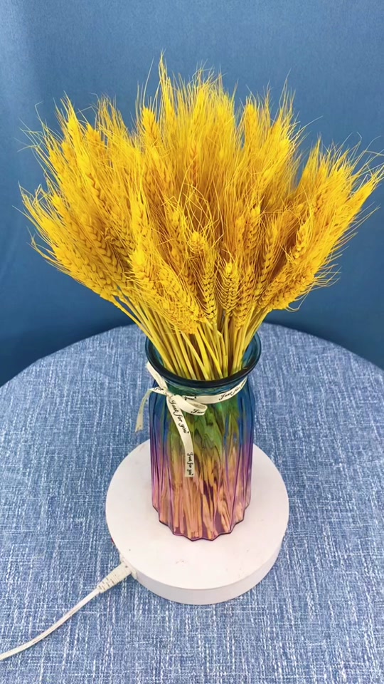 大麦穗干花批发