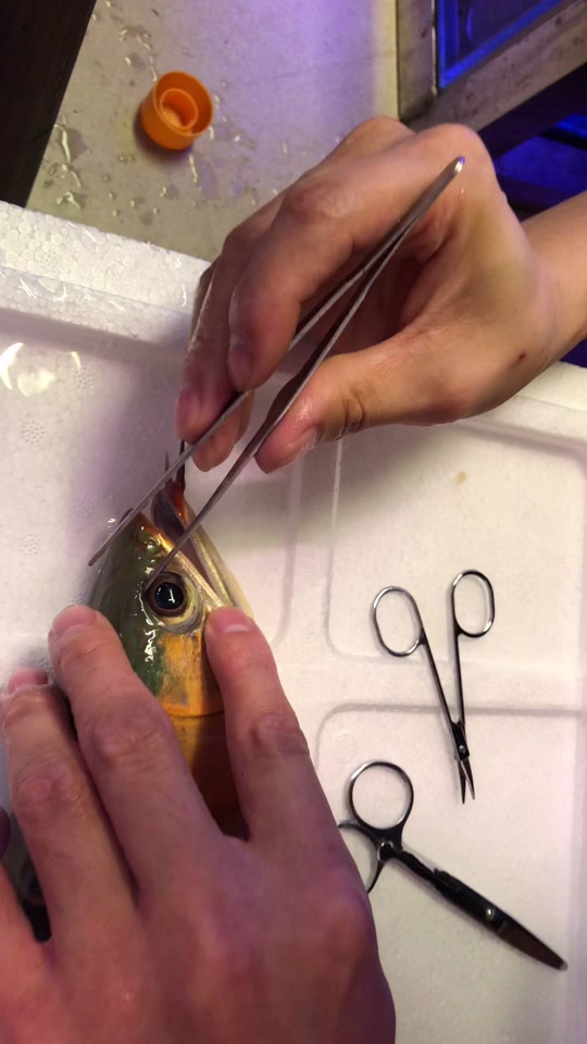 红龙鱼掉眼手术全过程_红龙鱼掉眼手术全过程图解_红龙鱼掉眼了还能