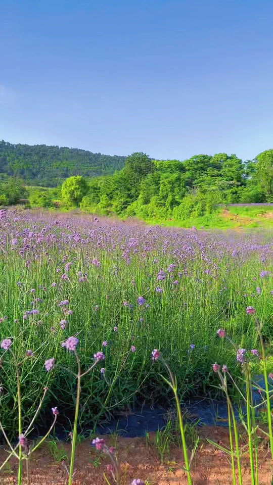 武汉二妃山花海5月还有花吗 - 抖音