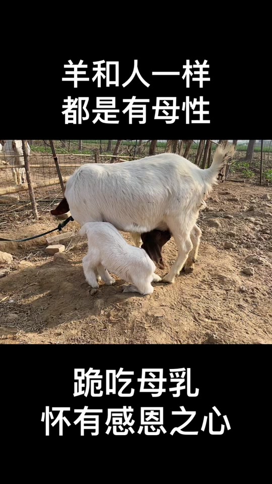 童锦程小羊跪礼物