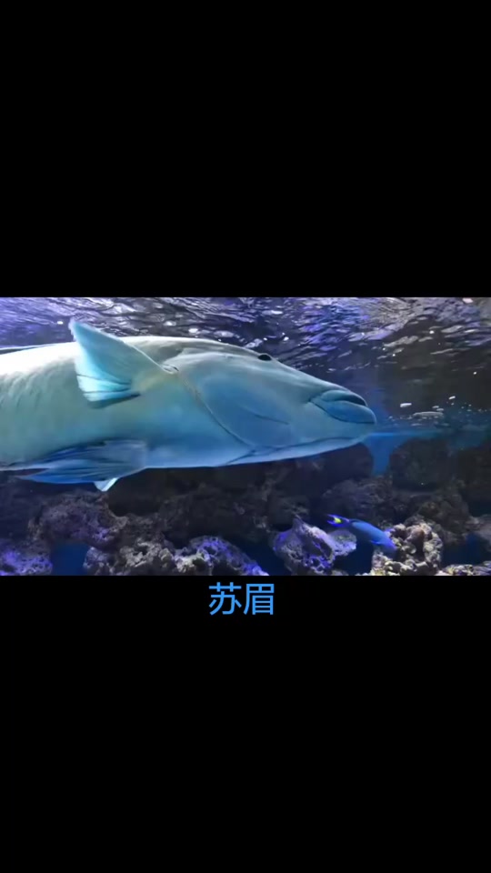 画龙苏眉cp车_画龙苏眉长什么样