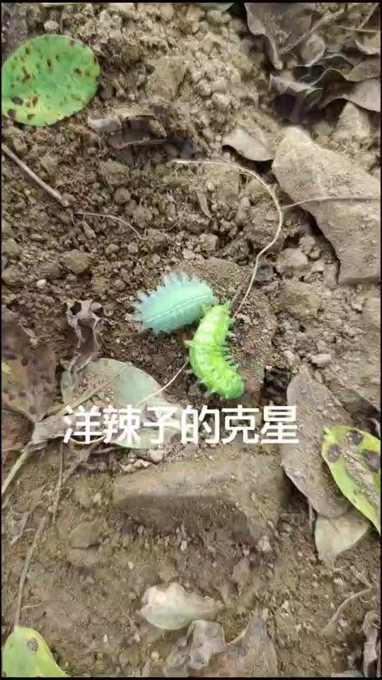洋辣子的天敌是谁_洋辣子的克星是什么_谁吃洋辣子 - 抖音