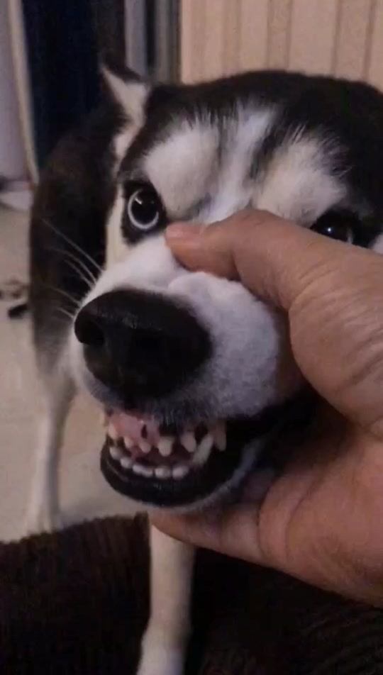 狗表情包龇牙咧嘴 - 抖音