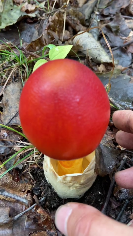 鸭蛋菌是什么菌_一种像蛋的菌类