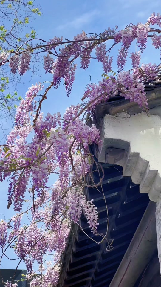 4月份南京紫藤花哪里好看 - 抖音