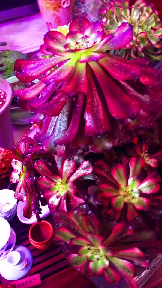 美姬法师状态图