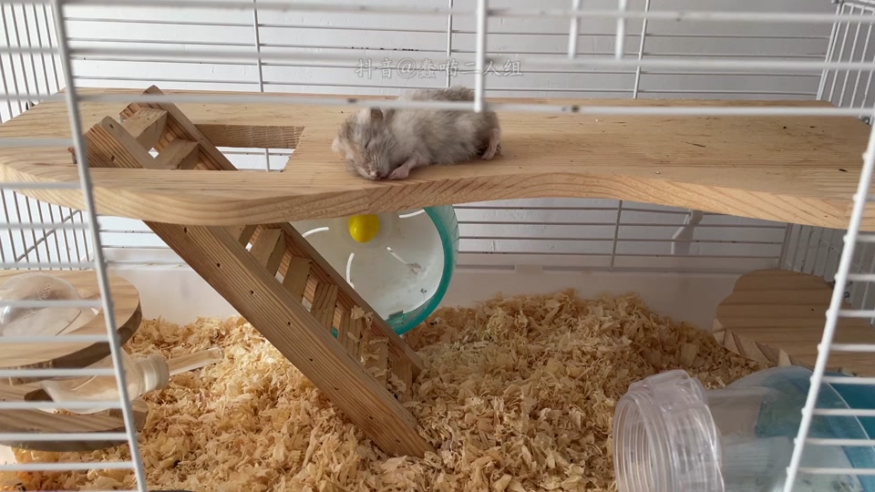 蠢喵二人组为什么没更新