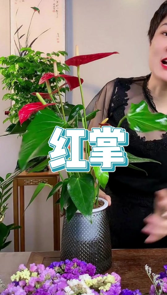 红掌拨清波_红掌拨清波什么意思_红掌拨清波的清是颜色吗 - 抖音