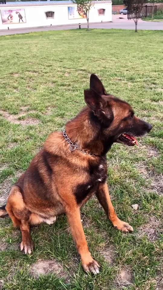 哈士奇警犬巡逻服_哈士奇警犬巡逻服怎么穿_哈士奇警犬巡逻满脸不情愿