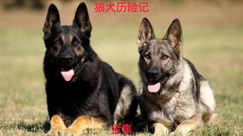 狼犬历险记2_狼犬历险记演员表全部