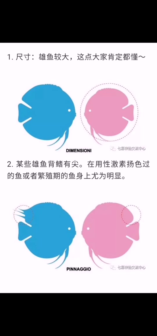 松石七彩神仙鱼_松石七彩神仙鱼和德松_松石七彩神仙鱼辨别公母 - 抖