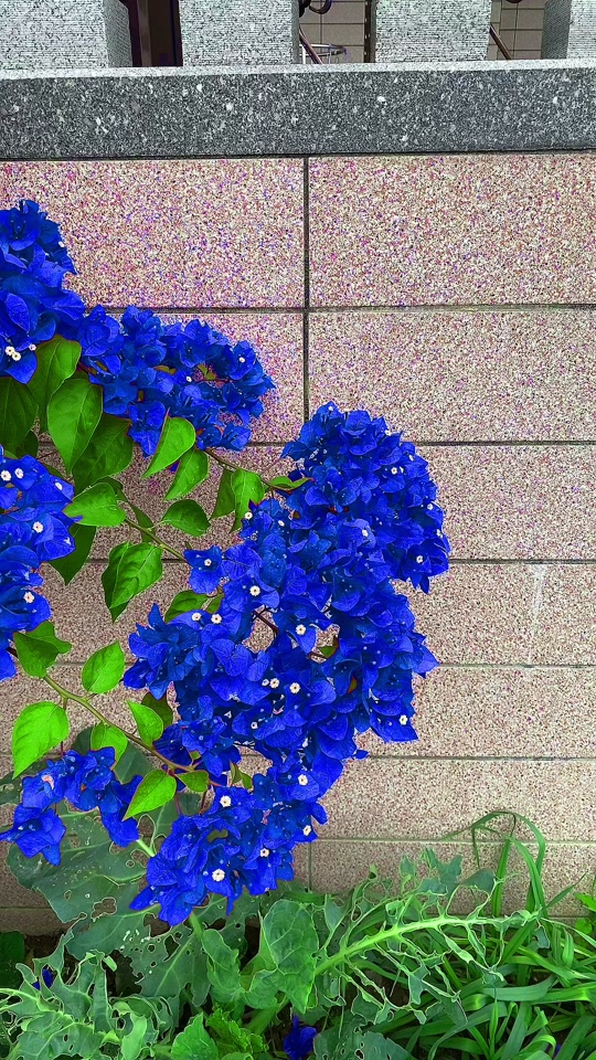 蓝色妖姬三角梅
