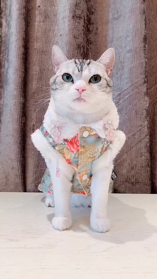 河卜卜和momo老花_河momo的卜卜酱_河卜卜的momo花泽类3岁 - 抖音