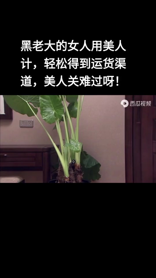 暗警梅姐扮演者_暗警梅姐扮演者是谁_暗警饰演梅若兰 - 抖音
