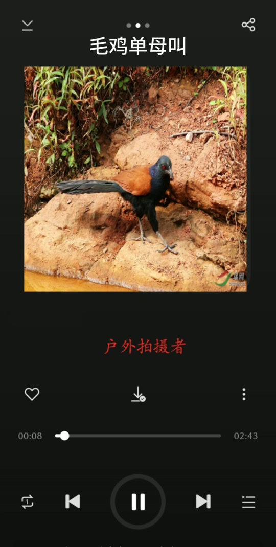 红毛鸡求偶叫声mp3_一年捉红毛鸡绝杀叫声_捉红毛鸡放音技巧 - 抖音