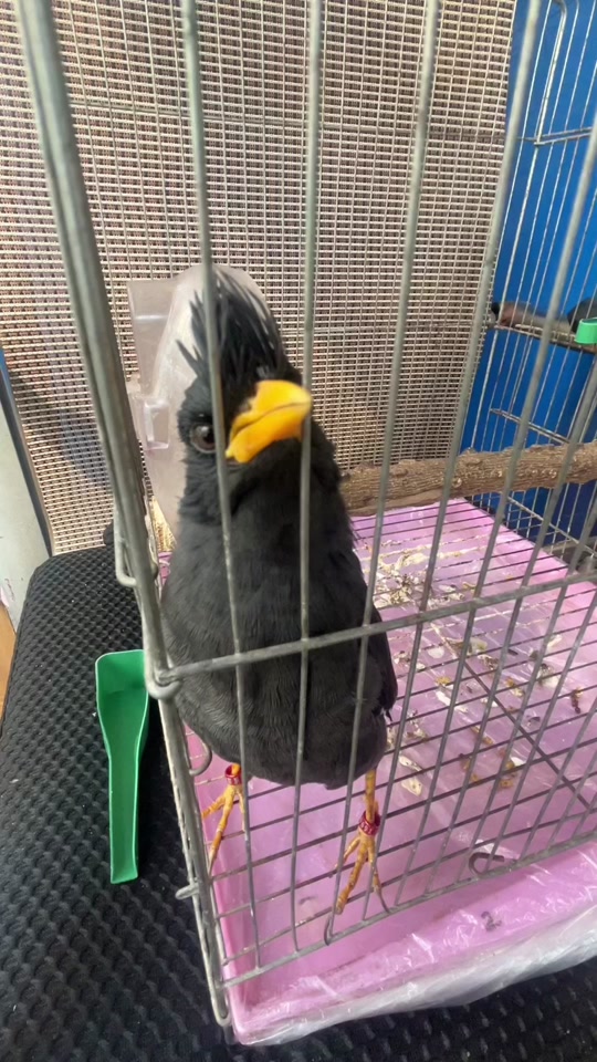 小黄鸟抓包京东优惠券教程 - 抖音