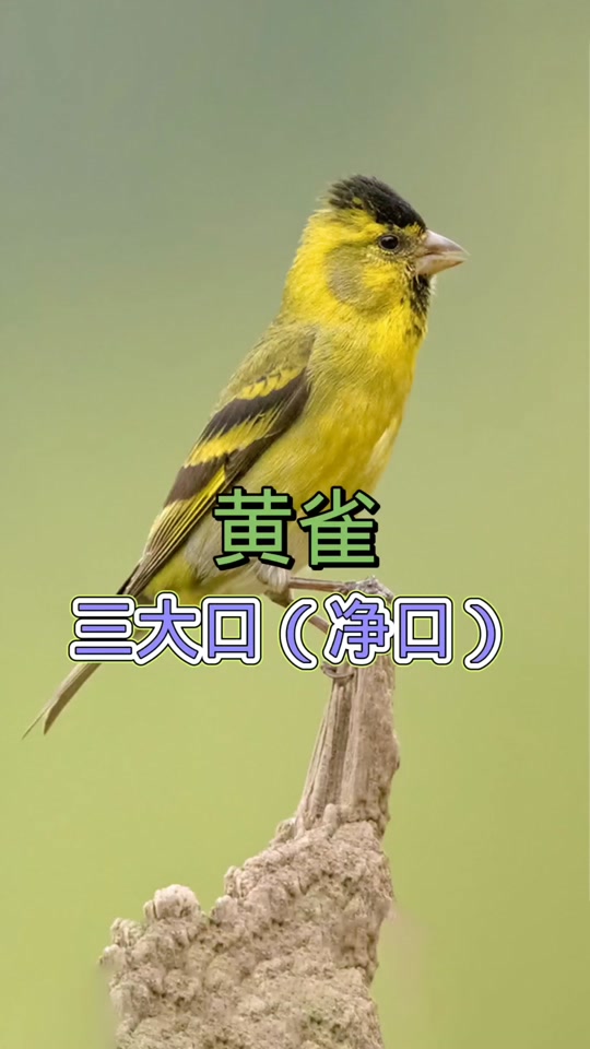 黄雀鸟压口叫声_黄雀鸟三大口叫声_黄雀鸟叫声音 - 抖音